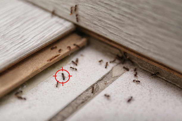 Best Residential Pest Control  in Yorkville, NY
