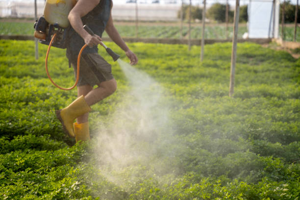 Wasp Removal Services in Yorkville, NY