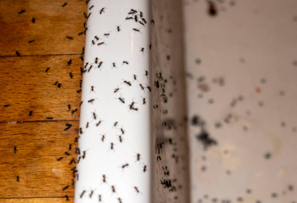 Best Insect Control  in Yorkville, NY