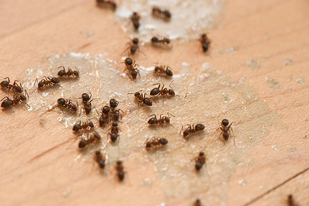 Best Insect Control  in Yorkville, NY