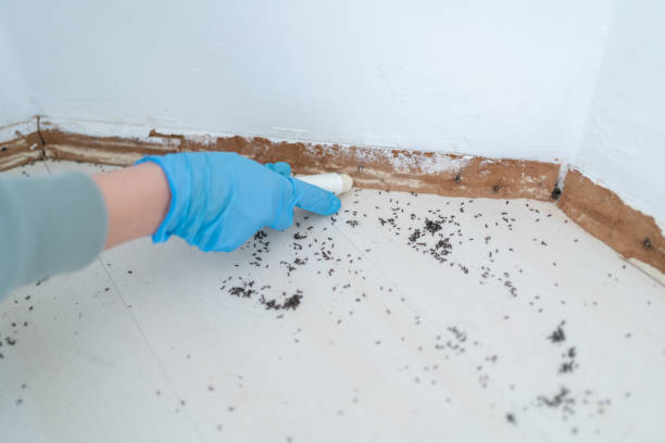 Best Local Pest Control Services  in Yorkville, NY